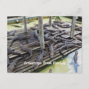 veel baby-alligators briefkaart