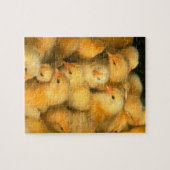Veel Baby kippen Legpuzzel (Horizontaal)