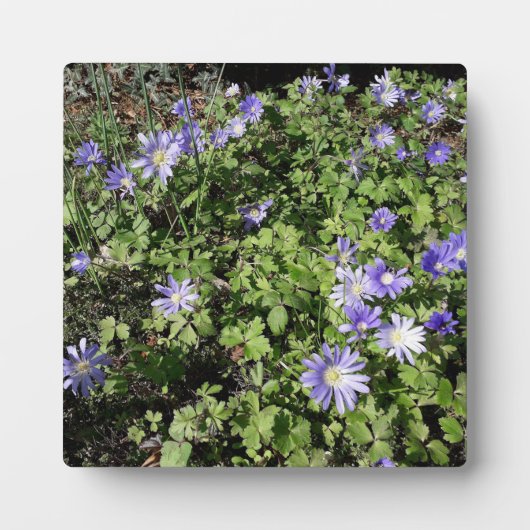 Veel bloemen fotoplaat (Voorkant)