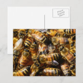 Veel honingbijen briefkaart (Voorkant / Achterkant)