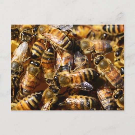 Veel honingbijen briefkaart (Voorkant)