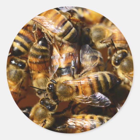 Veel honingbijen ronde sticker (Voorkant)