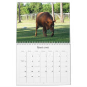 Veel Koeien en een beetje Bull Calendar Kalender (Mar 2026)
