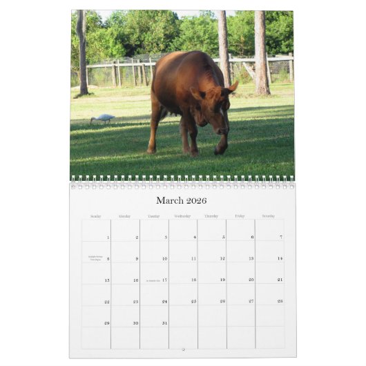 Veel Koeien en een beetje Bull Calendar Kalender (Mar 2026)
