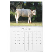 Veel Koeien en een beetje Bull Calendar Kalender (Feb 2026)
