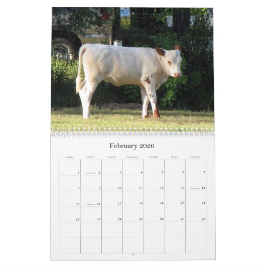 Veel Koeien en een beetje Bull Calendar Kalender (Feb 2026)