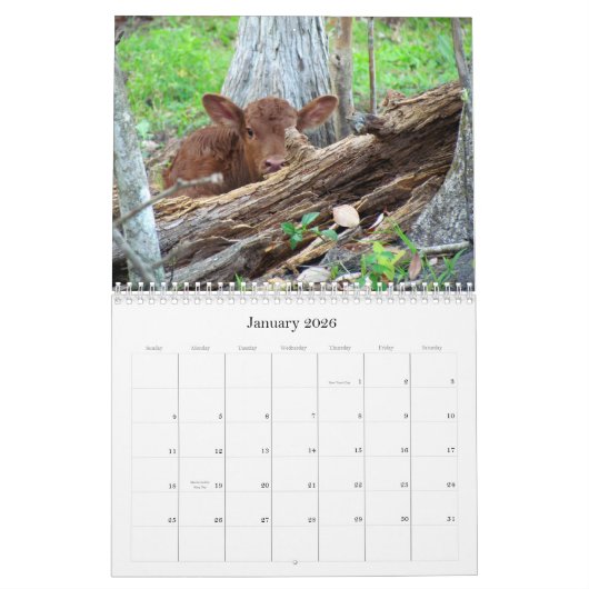 Veel koeien en een beetje Bull Calendar Kalender (Jan 2026)