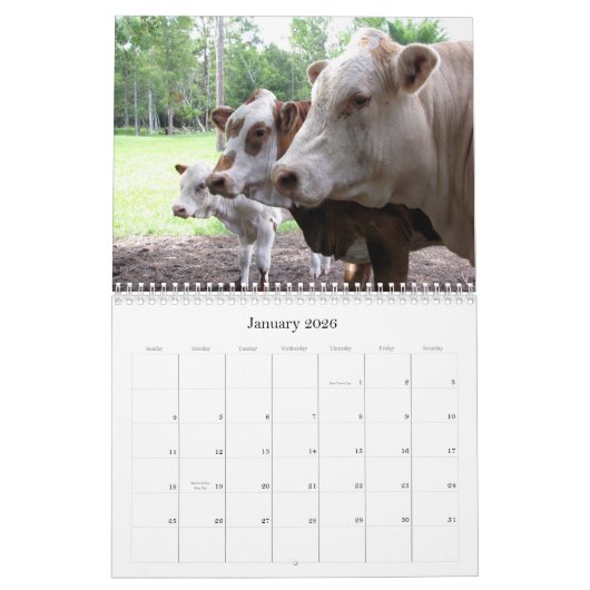 Veel koeien en een beetje bull te kalender (Jan 2026)