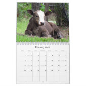 Veel koeien en een beetje bull te kalender (Feb 2026)
