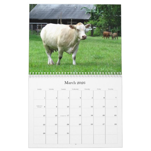 Veel koeien en een beetje bull te kalender (Mar 2026)