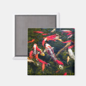 Veel koikarper op het wateroppervlak magneet (Voorkant / Achterkant)