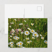 Veel madeliefjes op een weide briefkaart (Voorkant / Achterkant)