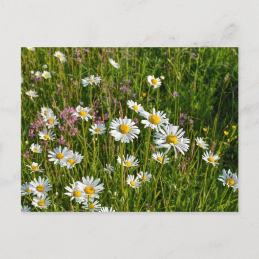 Veel madeliefjes op een weide briefkaart (Voorkant)