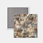 Veel mini katten magneet (Voorkant / Achterkant)