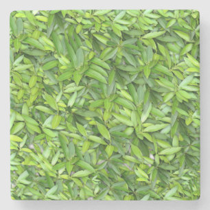 Veel mooie groene bladeren  stenen onderzetter