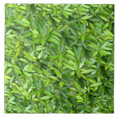 Veel mooie groene bladeren tegeltje (Voorkant)