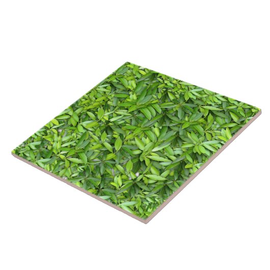 Veel mooie groene bladeren tegeltje (Zijkant)