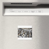 Veel pengiuns magneet (Insitu (Vaatwasser))