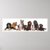 Veel Puppies Poster (Voorkant)