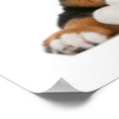 Veel Puppies Poster (Hoek)