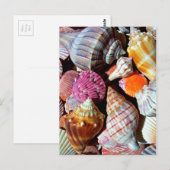 Veel Schelpen door het Zee - Nautical Print Briefkaart (Voorkant / Achterkant)
