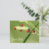 Veel succes met de leuke lieveboompjes! ansichtkaa briefkaart (Staand voorkant)