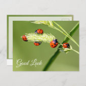 Veel succes met de leuke lieveboompjes! ansichtkaa briefkaart (Voorkant / Achterkant)