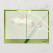 Veel succes met de leuke lieveboompjes! briefkaart (Achterkant)