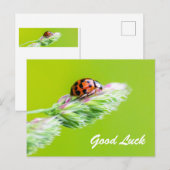 Veel succes met een lieve lieveboompje! briefkaart (Voorkant / Achterkant)