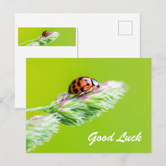 Veel succes met een lieve lieveboompje! briefkaart (Voorkant / Achterkant)