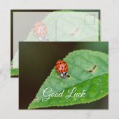 Veel succes met het leuke lieve lieveheksje! brief briefkaart (Voorkant / Achterkant)