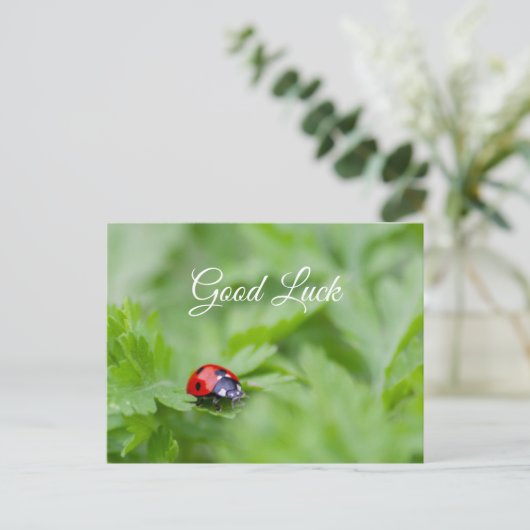 Veel succes met leuke kleine lieveheersbeestje! br briefkaart (Staand voorkant)