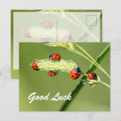 Veel succes met leuke lieveboompjes! briefkaart (Voorkant / Achterkant)