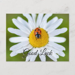 Veel succes met lieve kleine lieveheersbeestje! an briefkaart