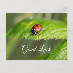 Veel succes met lieve kleine lieveheersbeestje! an briefkaart