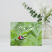 Veel succes met lieve kleine lieveheersbeestje! an briefkaart (Staand voorkant)