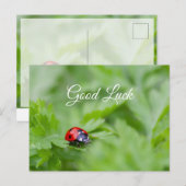 Veel succes met lieve kleine lieveheersbeestje! an briefkaart (Voorkant / Achterkant)