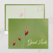 Veel succes met lieve kleine lieveheersbeestjes! a briefkaart (Voorkant / Achterkant)