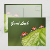 Veel succes met lieve kleine lieveheersbeestjes! a briefkaart (Voorkant / Achterkant)