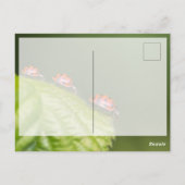 Veel succes met lieve kleine lieveheersbeestjes! a briefkaart (Achterkant)