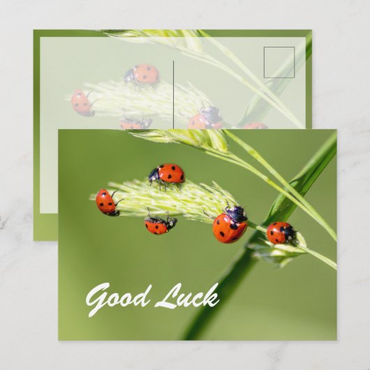 Veel succes met lieve kleine lieveheersbeestjes! briefkaart (Voorkant / Achterkant)