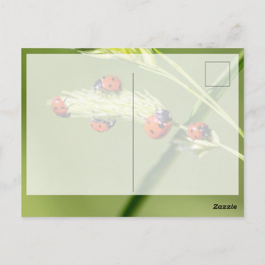 Veel succes met lieve kleine lieveheersbeestjes! briefkaart (Achterkant)