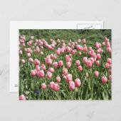 VEEL TULIPS BRIEFKAART (Voorkant / Achterkant)