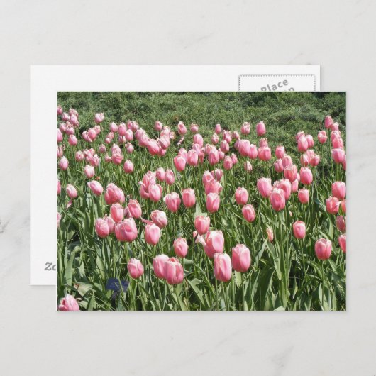 VEEL TULIPS BRIEFKAART (Voorkant / Achterkant)
