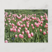 VEEL TULIPS BRIEFKAART (Voorkant)