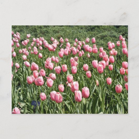 VEEL TULIPS BRIEFKAART (Voorkant)
