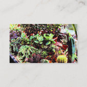 Veel variëteiten Cactus Visitekaartje (Achterkant)