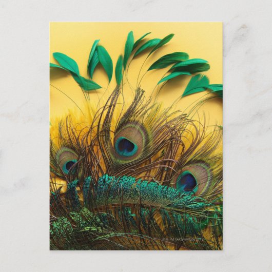 Veel verschillende soorten veren op een geel briefkaart (Voorkant)