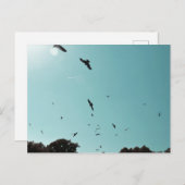 Veel vogels en een contra-indicatie briefkaart (Voorkant / Achterkant)