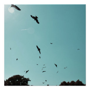 Veel vogels en een contra-indicatie poster